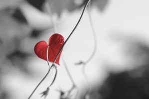 Red heart shaped leaf by Codrina Miculit